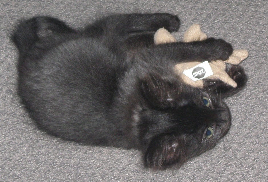 my cat